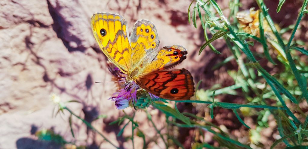 Schmetterling