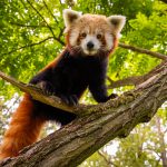 PandaOR